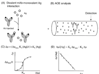 Figure 3. Principle of ACE-based binding studies for the interactions of divalent Ab’s with monovalent Ag’s according to the migration-shift analysis