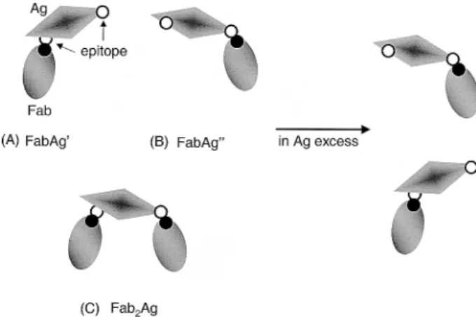 Figure 7. Schematic illustration showing the interactions of monovalent Fab molecule with its dAg which has two copies of epitopes