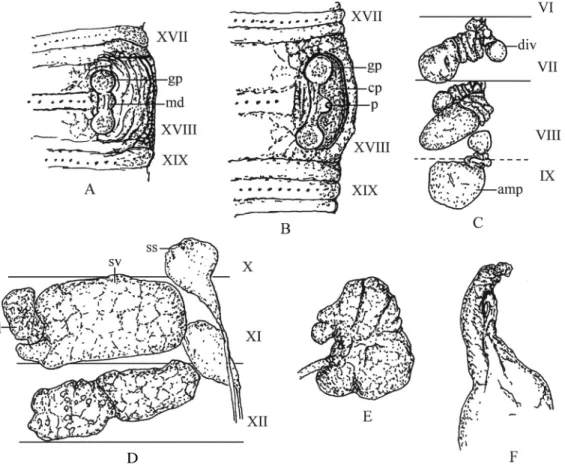 Fig. 1. Metaphire trutina sp. nov. holotype: (A) ventral view of left male pore region with copulatory chamber closed (gp, genital papilla; md, male disc), (B) ventral view of left male pore region with copulatory chamber (cp) opened (p, porophore), (C) ri