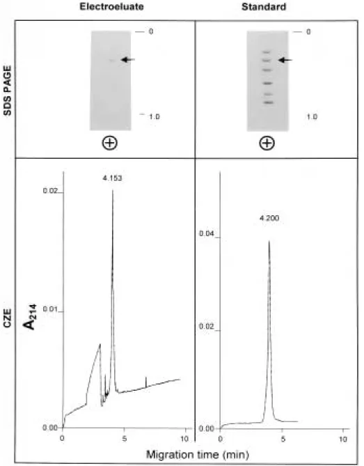 Figure 3. Electropherograms of the electroeluate of the BSA band (obtained as shown in Fig