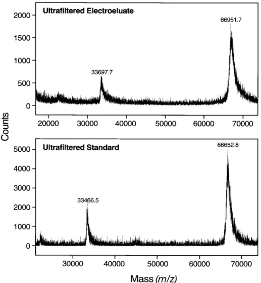 Figure 4. MALDI-TOF mass spectra of 10% (3.7 picomoles) of the electroeluate derived from a gel electrophoresis load of 2.5 mg of the band of BSA and of a 1 picomole sample of BSA, both subjected to  concen-tration by ultrafilconcen-tration under identical