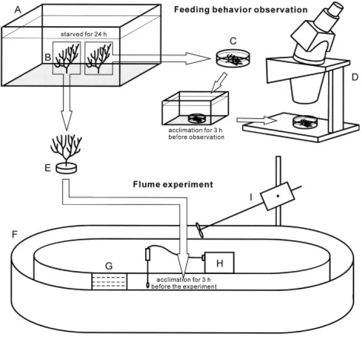 Fig. 1. Scheme for feeding behavior observations and flume experiments.  (A) acclimation tank; (B) coral colony; (C) petri dish; (D) dis- dis-secting microscope; (E) colony base; (F) circulating flow tank; (G) acrylic laminator; (H) electromagnetic current