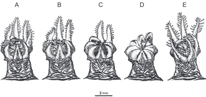 Fig. 2. Feeding steps of Acanthogorgia vegae.  (A) the tentacles capture an Artemia nauplius; (B) the tentacles contacting the nauplius gradually retract; (C) the adjacent tentacles gradually retract, keeping the nauplius in a central position on the oral 