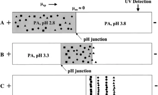 Fig. 2. Evolution of on-line concentration of trace proteins by pH junction. (A) After pressure injection of protein sample; (B) stacking of proteins; and (C) separation of protein based on the charge-to-mass ratio.