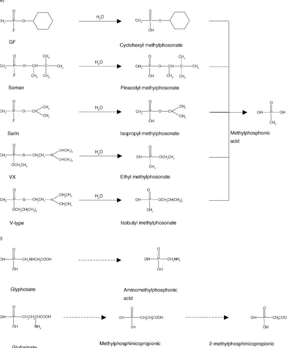 Fig. 2. Hydrolysis pathways of nerve agents (a) and herbicides (b).
