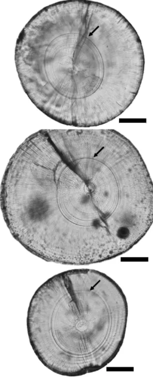 Fig. 5. M. cyprinoides. The daily growth increments of tarpon otoliths from different treatments