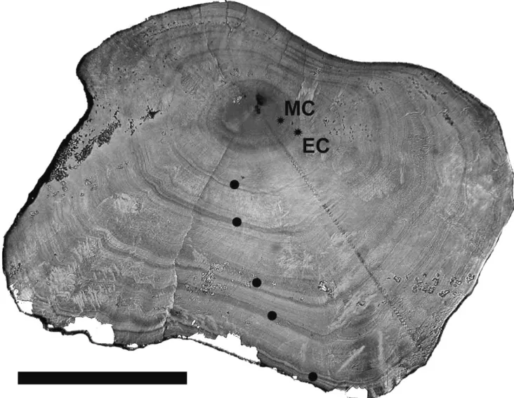 Fig. 3. An otolith sample from a Type 1, freshwater eel, Anguilla marmorata (31 cm TL), collected in the Chico River