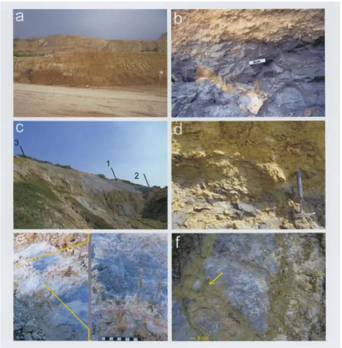Fig. 3. (a) Outcrop with Type 1 Facies Change exposed at the NW Takangshan quarry.  