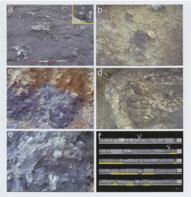 Fig. 4.  (a) Plane view of massive mudstone with dolomitic chimneys exposed at the E  Takangshan quarry