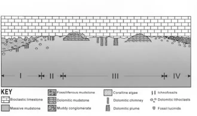 Fig. 6. Schematic draws illustrating various lithofacies changes from the underlying  mudstone upward into the bioclastic limestone