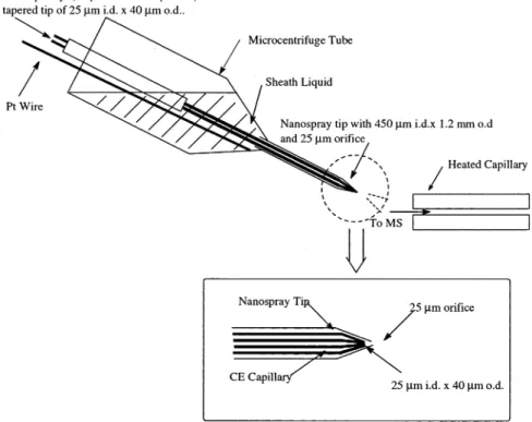 Figure 1. Schematic representation of the low-flow sheath liquid CE/ESI-MS interface.