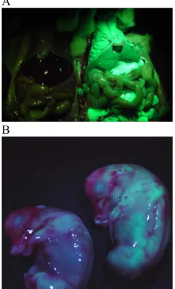 圖 2.綠色螢光基因轉殖小鼠之表現，A 圖左：對照組小鼠；右：表現綠色螢光之基因轉殖小鼠； 