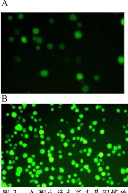 圖 3.  A 圖由綠色螢光基因轉殖小鼠之骨髓所分離之純系間葉幹細胞株 