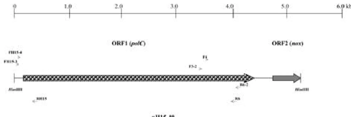 Fig. 1. Diagram showing the relative positions of ORF1 and ORF2 in the insert DNA of recombinant plasmid pH15-40 and  annealing sites of primers applied in this study