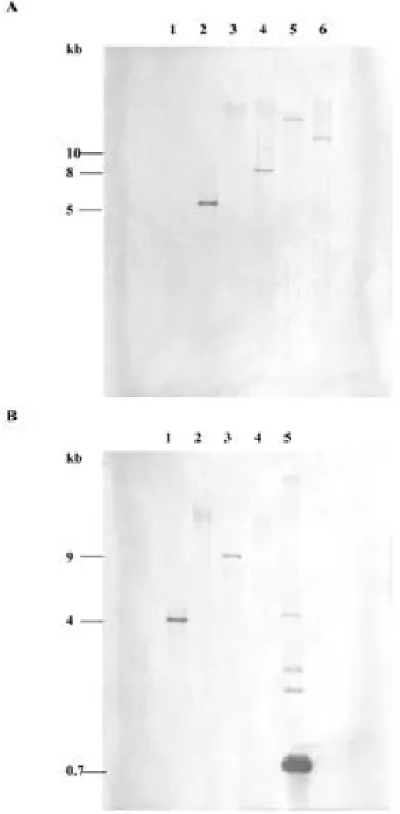 Fig. 2. A, Southern blot analysis of total DNA (5μg per lane) prepared from healthy periwinkle digested with restriction enzyme  H i ndIII (lane 1) and from diseased periwinkle infected with PNWB-phytoplasma digested with restriction enzymes  H i ndIII (la
