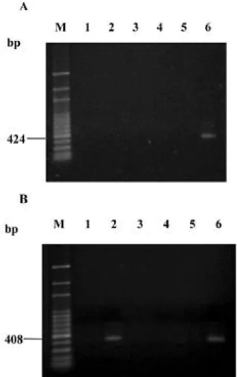 Fig. 3. Transcript of the p o l C gene was verified by using RT- RT-PCR. A, Primer FH15-3, located in the upstream region of the p o l C gene and primer RH15, in the 5' region of the p o l C g e n e were used