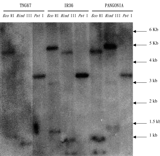 圖 3.  以南方墨點分析法決定 porin - like protein gene 在水稻中之基因拷貝數。 