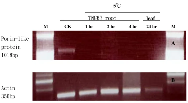 圖 4. Porin - like protein gene 於水稻 TNG67 低溫處理下之 RT-PCR 結果。 