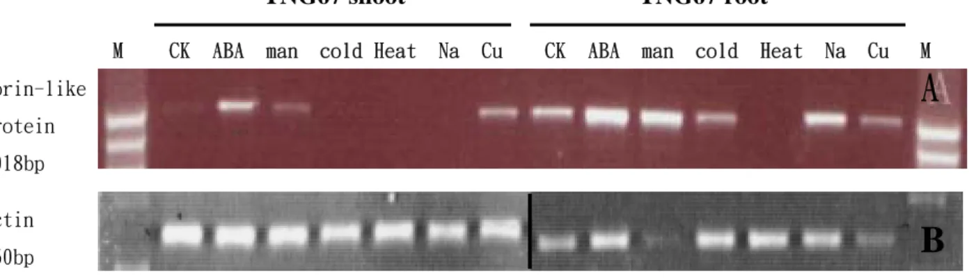 圖 5.   Porin-like protein 基因在水稻 TNG67 幼苗根部及地上部分別於不同逆 境處理下之 RT-PCR 結果。 