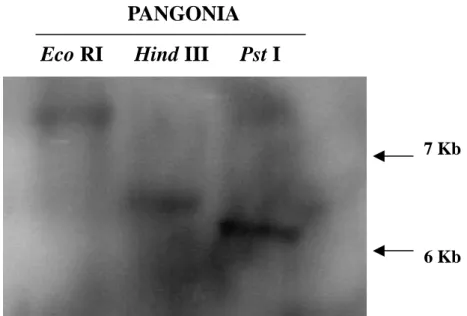 圖 6. 以南方墨點法分析 amine oxidase 基因在大粒種水稻 PANGONIA 中之基因 拷貝數。 