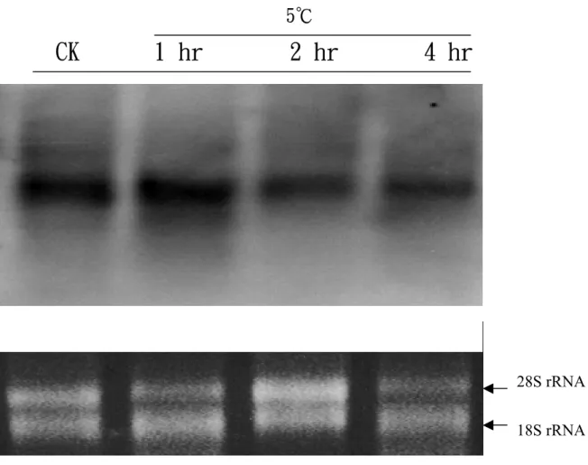 圖 7.  Amine oxidase 基因在水稻台農 67 號三葉齡幼苗根部中，經過 5℃低溫 處理後不同時間之表現情形。 