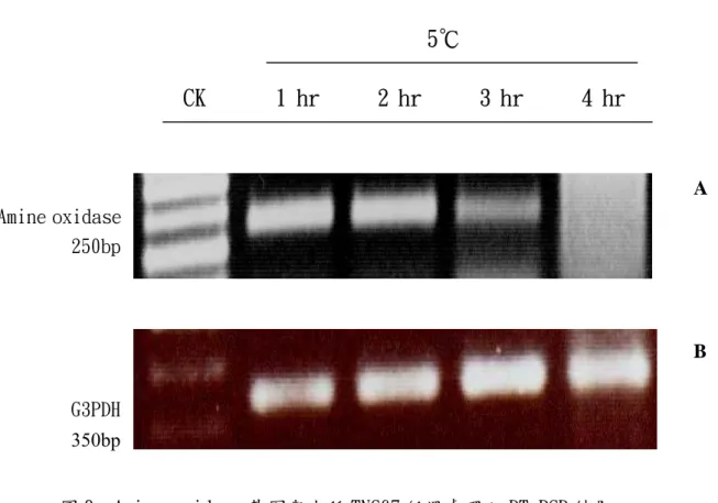 圖 8. Amine oxidase 基因與水稻 TNG67 低溫處理之 RT-PCR 結果。 
