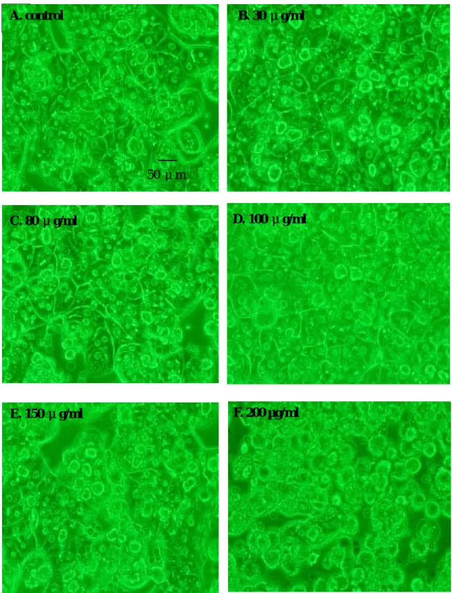 Fig. 7. Effect of various concentrations of ginger oil on the morphology of primary   rat hepatocytes after 24 hrs treatment