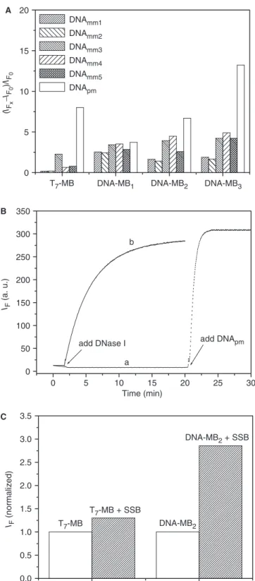 Figure 4. (A) Fluorescence enhancements of T 7 -MB and DNA-MB x