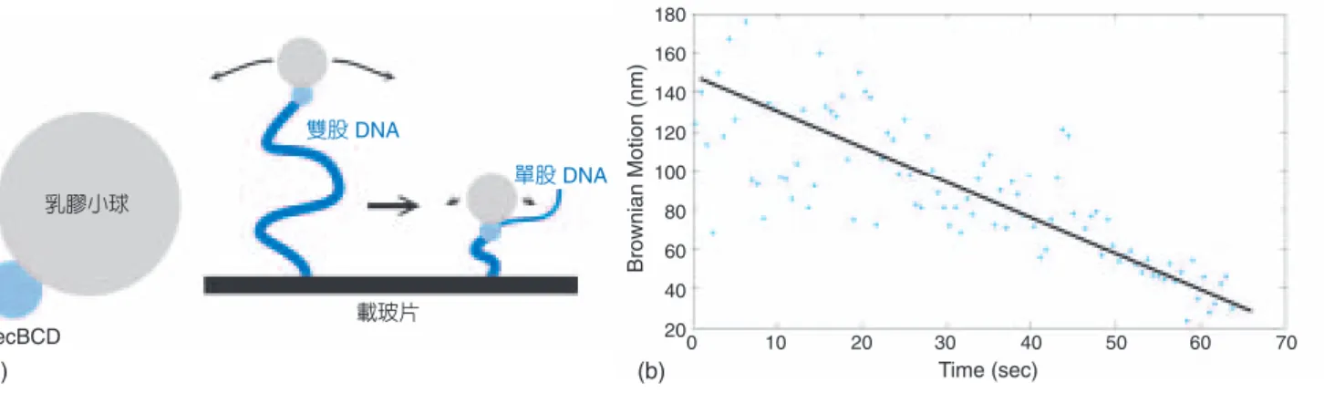 圖 3. (a)  左圖，RecBCD  上面接一顆乳膠小球。右圖，進行實驗時，RecBCD  會尋找雙股 DNA  末端，找到 之後在 ATP  供給下便會開始向前移動。(b)  以拴球實驗觀察 RecBCD  的酵素作用，可以看見球的布朗 運動隨著時間變小，也就是 RecBCD 有向前移動，使 DNA 長度變短。֯ቱ̈஧ྶࠟͯᗕ۵ DNARecBCDಏ۵ DNA 0             10            20           30            40            50