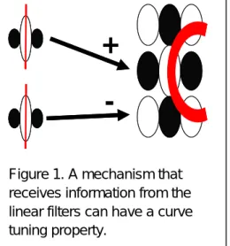 Figure 1. A mechanism that  receives information from the  linear filters can have a curve  tuning property