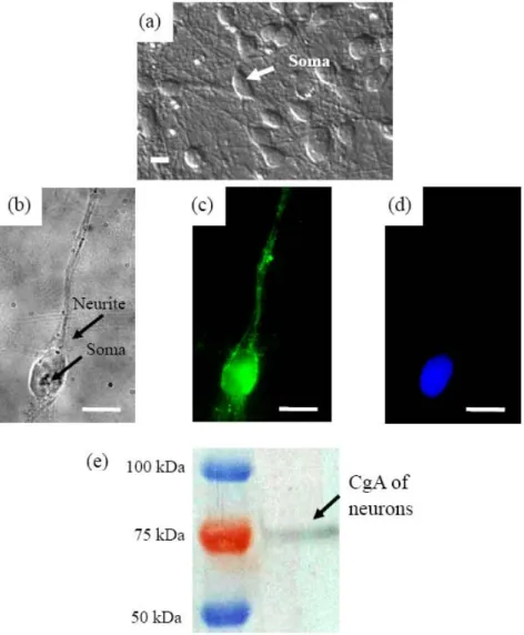 Figure 5. CgA can be detected in cultured cortical neurons. (a) A differential interference contrast microscopic image of live cultured neurons grown on a coverslip