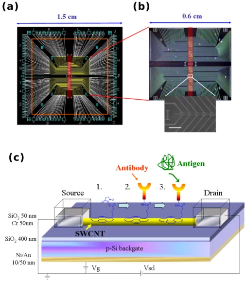 Figure 1. (a) The mask design for the photolithographic fabrications of SWCNT-FET device array