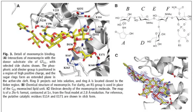 圖 4. HPLC of moenomycins 