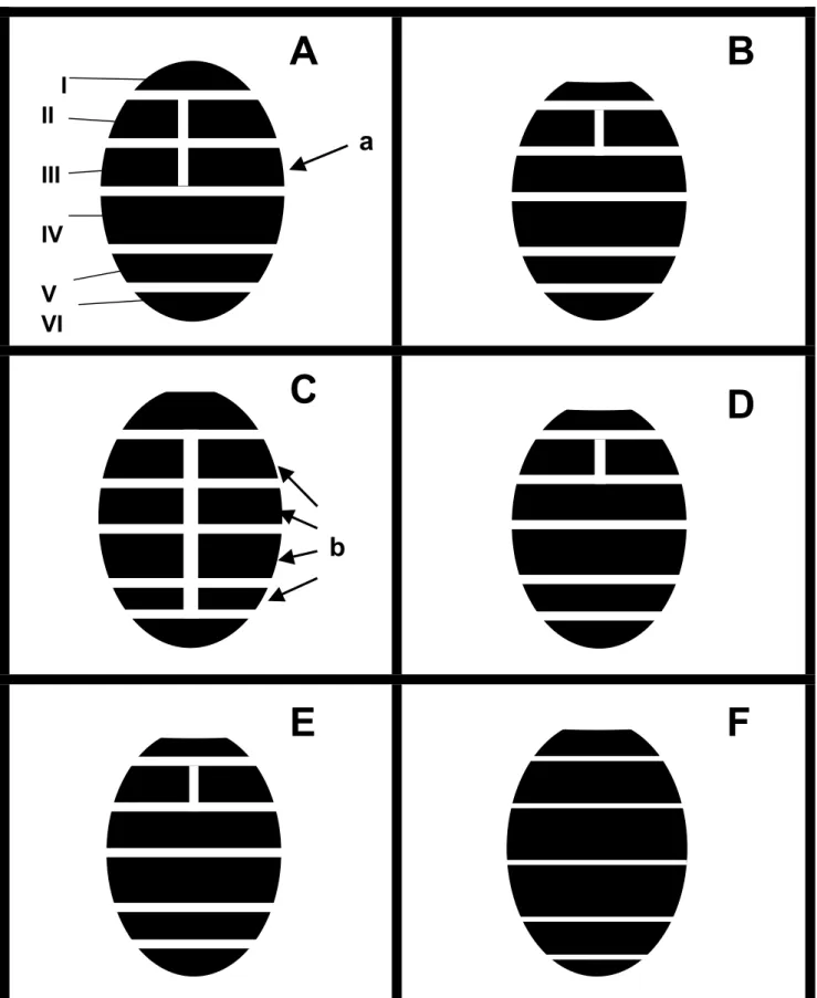 Fig. 1  I  A B  II  III  IV  V  VI a C D  b E F  14