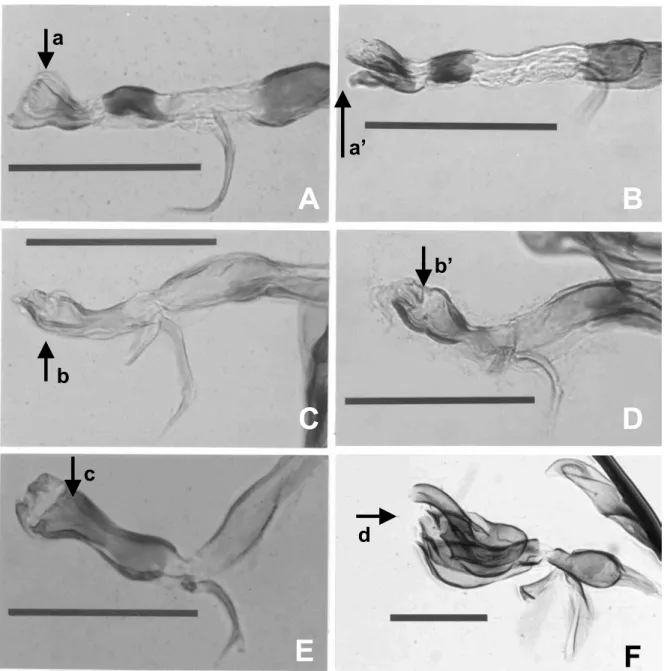 Fig. 6  C D AB  dc  b’b a’a  E F  19