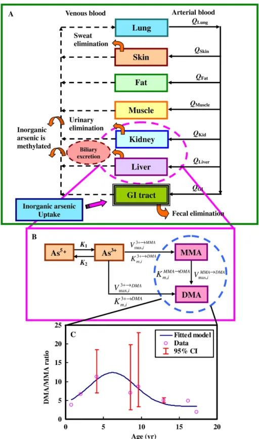 Fig. 3 – Schematic of the proposed PBPK-metabolism model showing (A) target tissue compartments of lung, skin, fat, muscle, kidney, liver and GI tract interconnected by blood flow, (B) biotransformation of arsenic showing oxidation/reduction of inorganic a