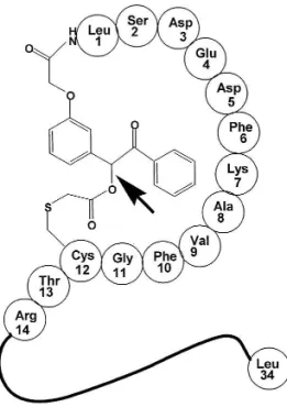 Figure 1. Schematic representation of the caged molecule. The linker molecule, (39-carboxymethoxy)benzoin, links the N terminus and the side chain of Cys12