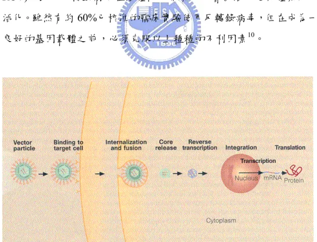 圖 2-1.  反轉錄病毒載體感染細胞途徑 9  