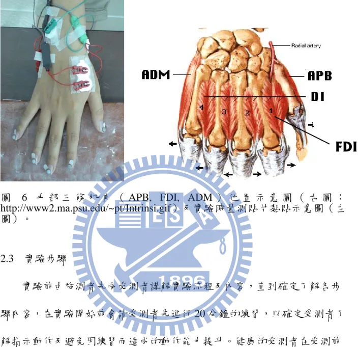 圖   6 手 部 三 條 肌 肉 （ APB, FDI, ADM ） 位 置 示 意 圖 （ 右 圖 ： http://www2.ma.psu.edu/~pt/Intrinsi.gif）及實驗時量測貼片黏貼示意圖（左 圖）。  2.3  實驗步驟  實驗前由施測者先向受測者講解實驗流程及內容，直到確定了解各步 驟內容，在實驗開始前會請受測者先進行 20 分鐘的練習，以確定受測者了 解指示動作及避免因練習而造成的動作能力提升。健康的受測者在受測前 先須進行慣用手檢測，透過填寫慣用手檢測表格（Edinburg