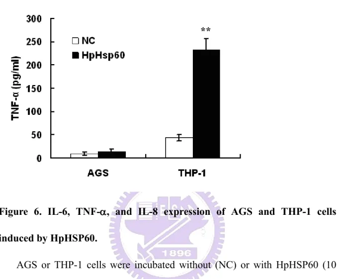 Figure  6.  IL-6,  TNF-α α α,  and  IL-8  expression  of  AGS  and  THP-1  cells  α induced by HpHSP60