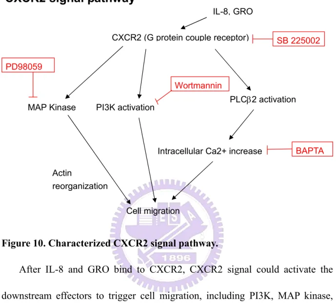 Figure 10. Characterized CXCR2 signal pathway. 