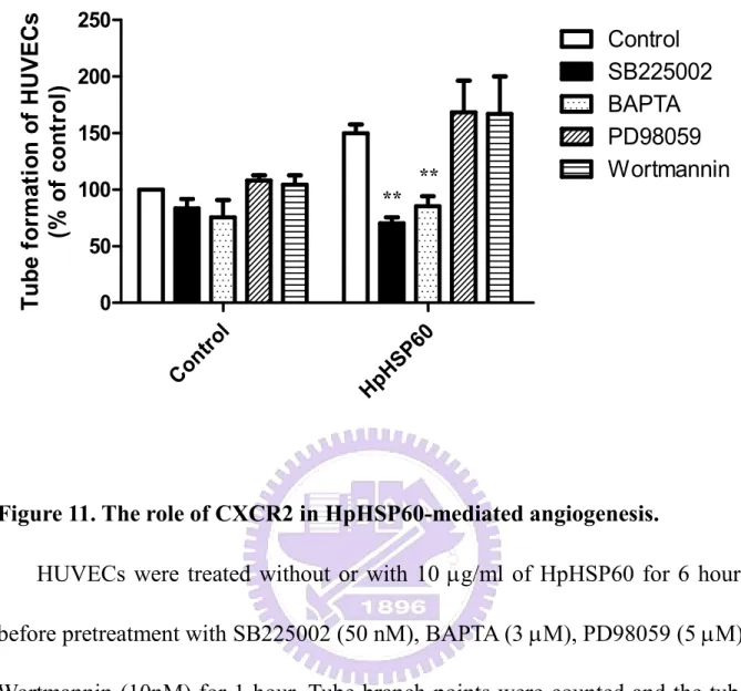 Figure 11. The role of CXCR2 in HpHSP60-mediated angiogenesis. 