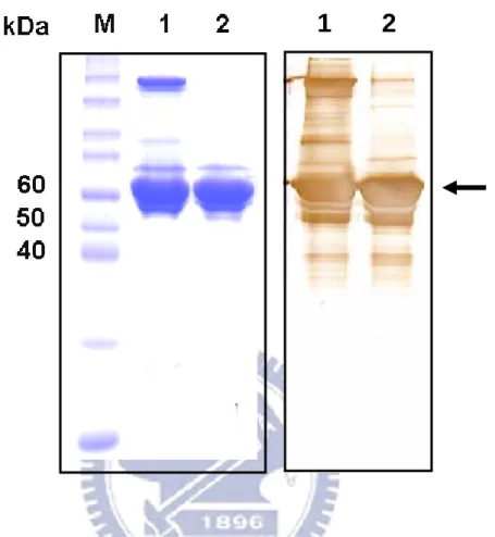 Figure 1. SDS-PAGE and Western blot analyses of recombinant HpHSP60. 