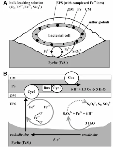 Figure 2-3 EPS  的反應機制 (Rohwerder et al., 2003) 