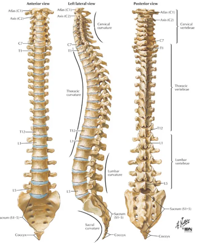 Figu ure 2.1: Verttebral colum mn: Anterior r, left latera the spine