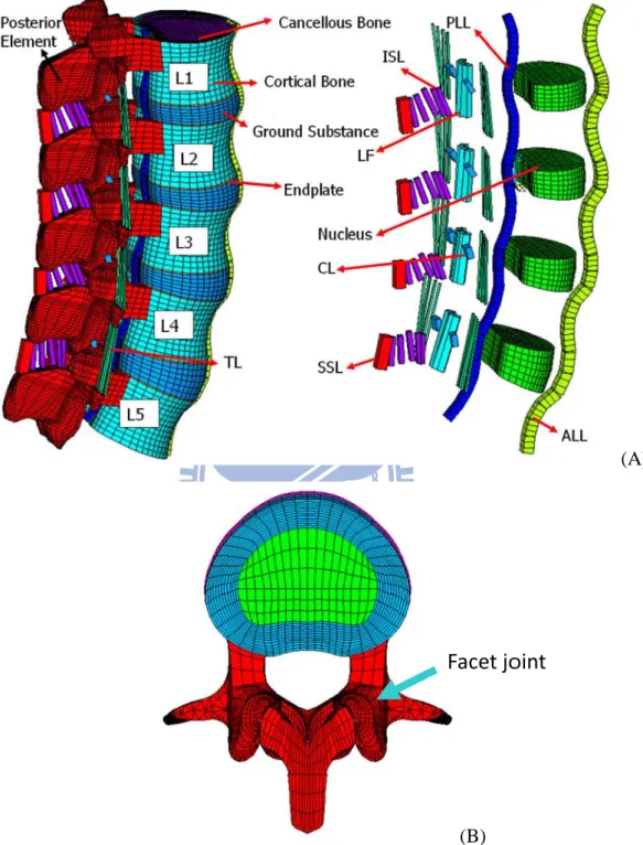 Fig gure 3.3: Fin nite elemen trans nt model of tsverse view 34 the L1 to L ws of facet jo 5 segments oint curvatu (B)  is shown: ( ure and gap