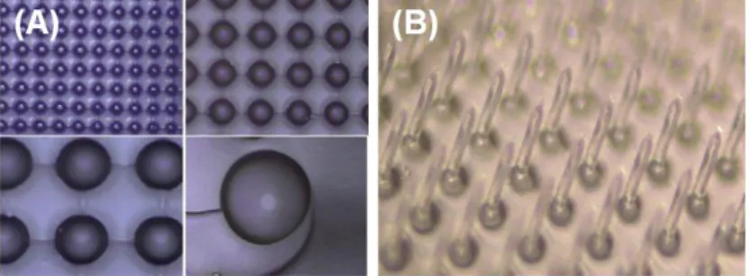 Fig. 2.14 The optical microscope photograph of transparent MDE. (A) Imprinted PDMS  holes (B) PI based MDE 