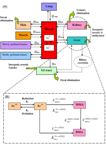 Fig. 2. Schematic of the proposed PBPK model showing (A) target tissue compart- compart-ments interconnected by blood ﬂow and (B) biotransformation of arsenic showing oxidation/reduction of inorganic arsenic and methylation of As(III) in kidney and liver.
