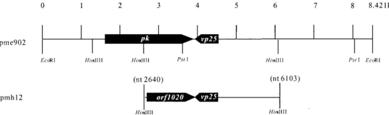 FIG. 1. Restriction enzyme map of the pme902 segment of WSSV DNA showing the location (nt 1662 to 3809) of the WSSV pk gene