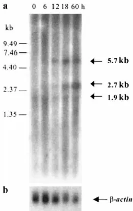 FIG. 2. Coupled in vitro transcription and translation product (arrow) of the WSSV pk gene from pcDNA3PK (lane 2) and pcDNA3-HA (lane 1, as control)